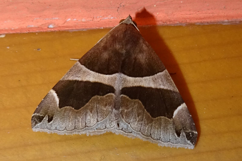 Dysgonia algira - Erebidae